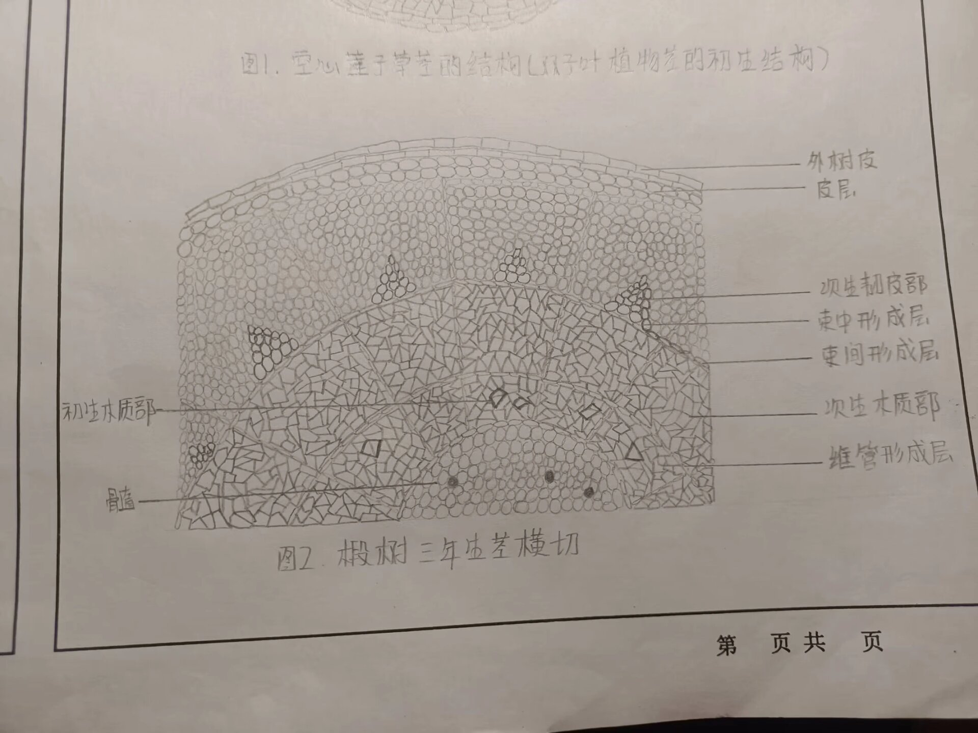 茎的次生结构简图手绘图片