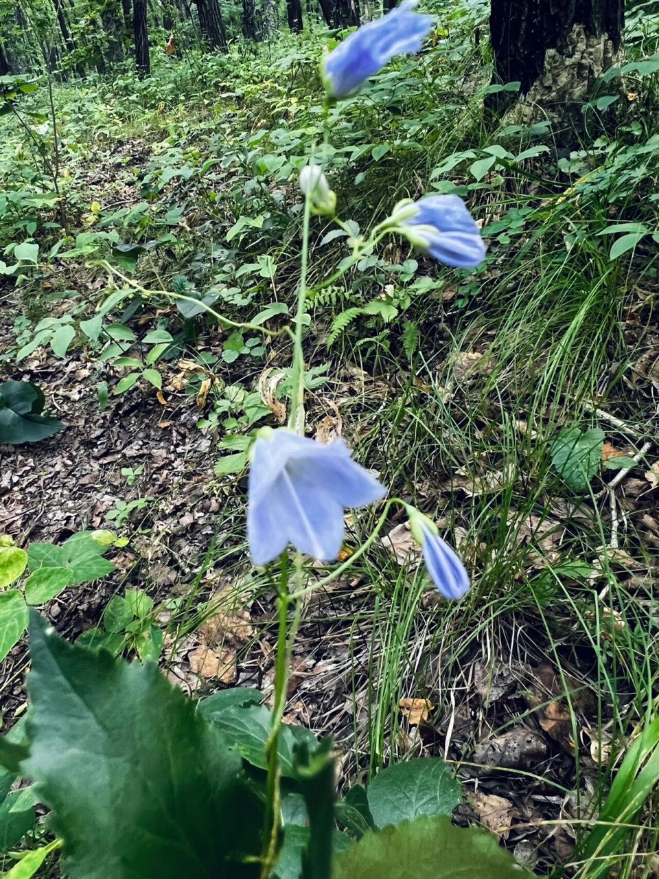 沙参花语图片