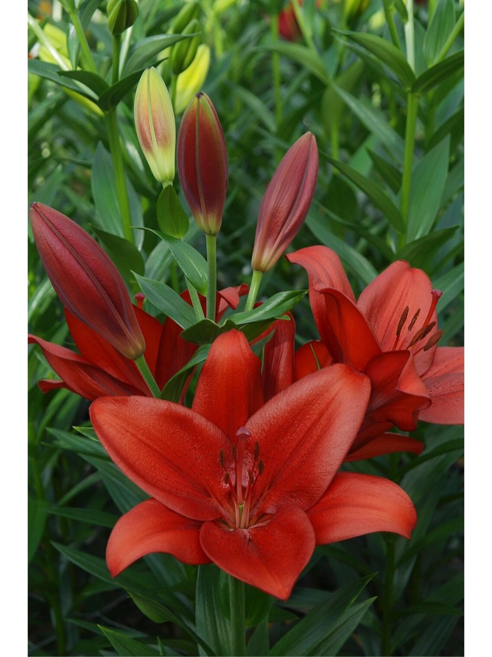 9米,无香,花色偏黑红,暗黑系凹凸肌理感