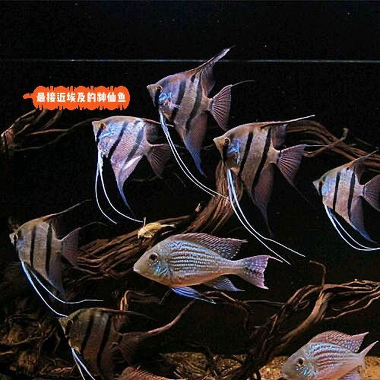 魔门斯卡-最接近埃及神仙的平替95 95名:魔门斯卡神仙鱼 别名:喷