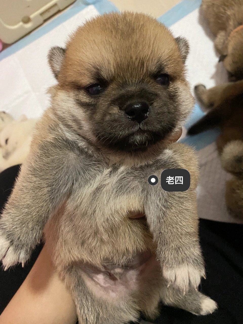 柴犬与巴哥的宝宝来啦～ 七个葫芦娃小巴柴23天大啦,都长的像爸爸柴犬