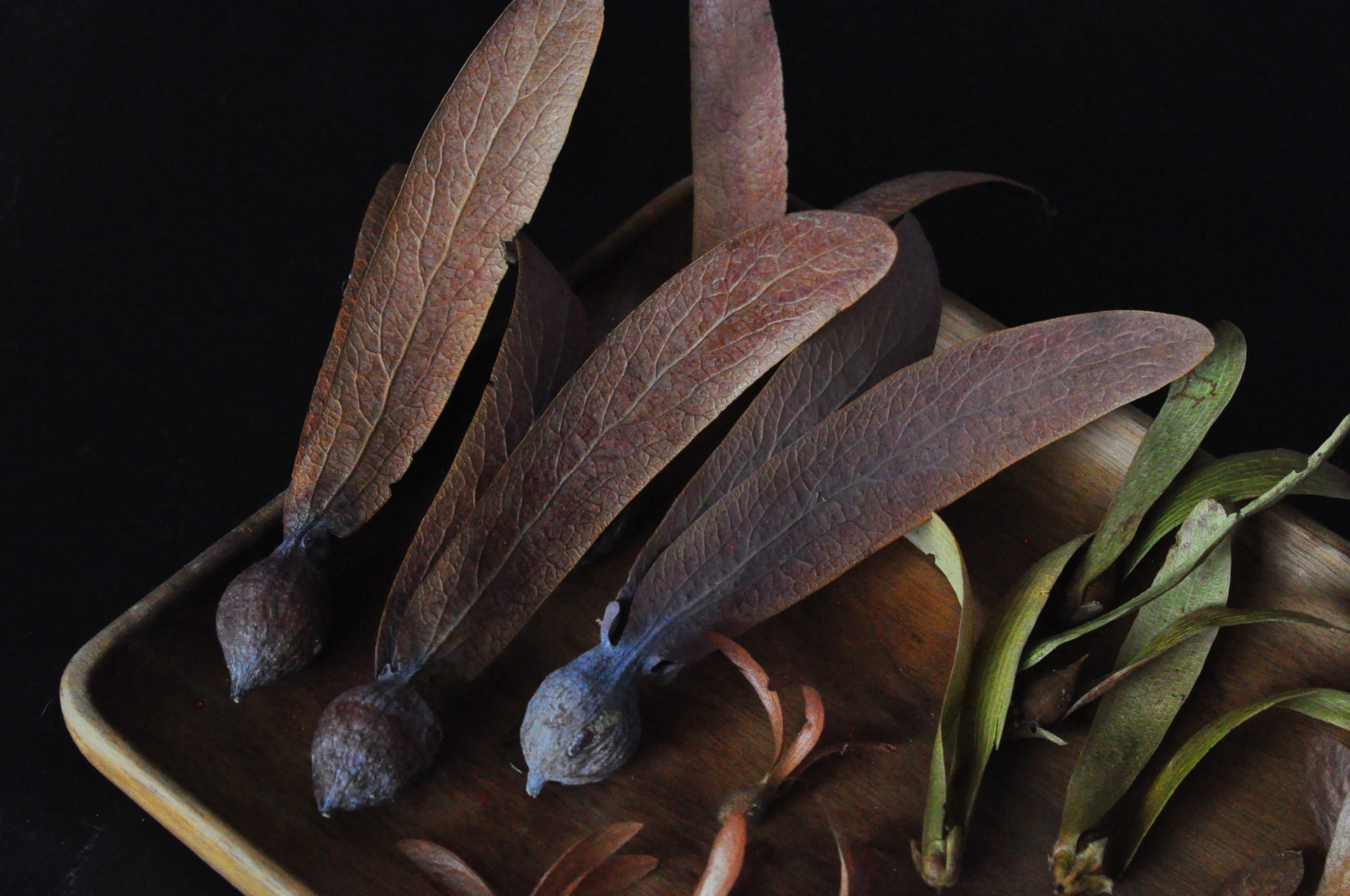 来自热带雨林的礼物,望天树的种子 收到了一些热带雨林的礼物,来自