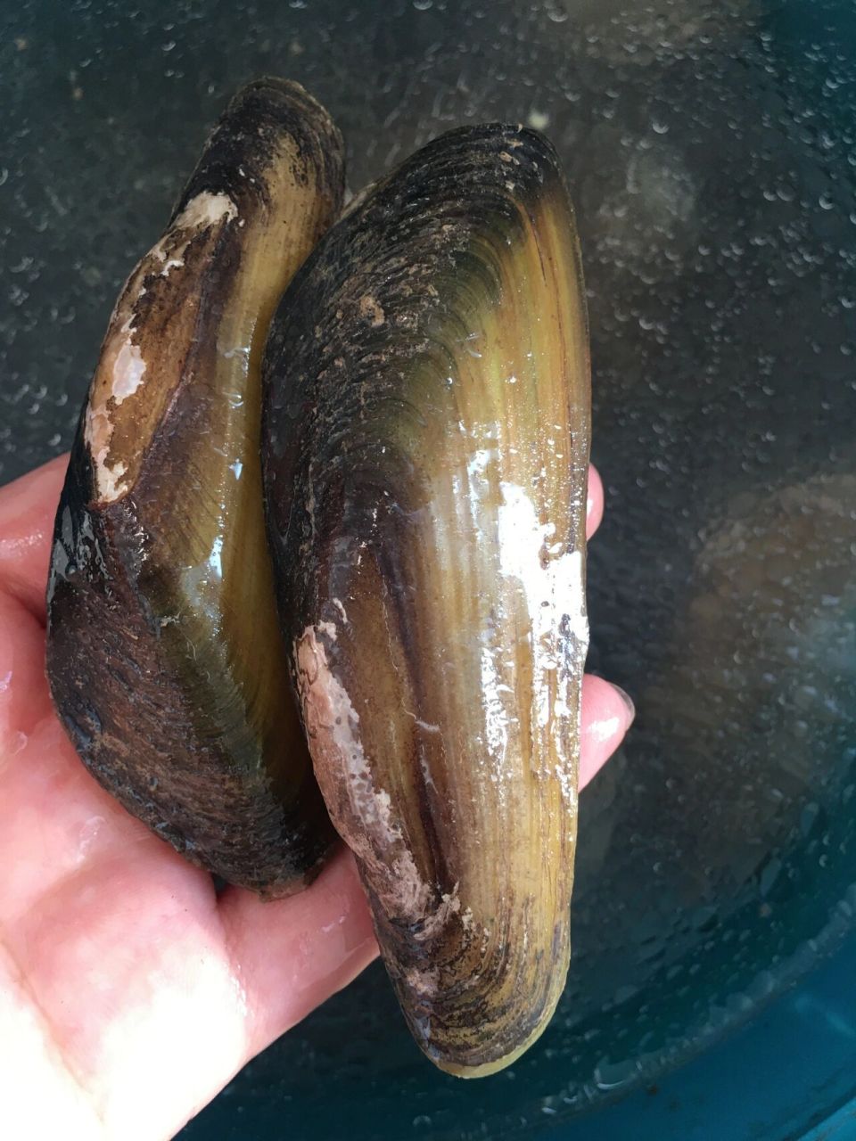 第一次见这个河蚌 十一去河边捡了好多这种河蚌,长得真的太奇怪了,有