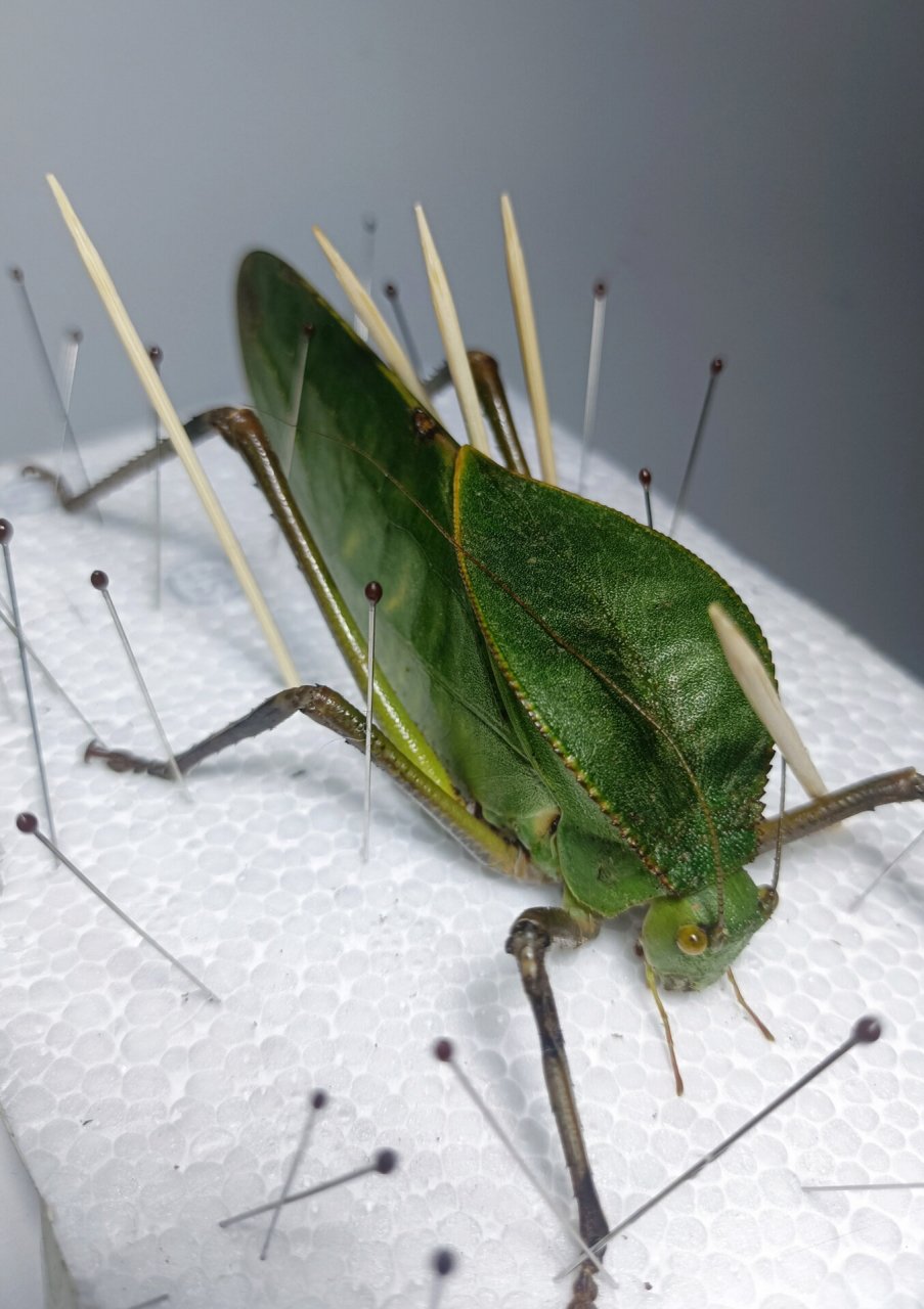 小众爱好～标本走起～蚂蚱标本～ 绿蚂蚱标本 ～标本制作过程～客订