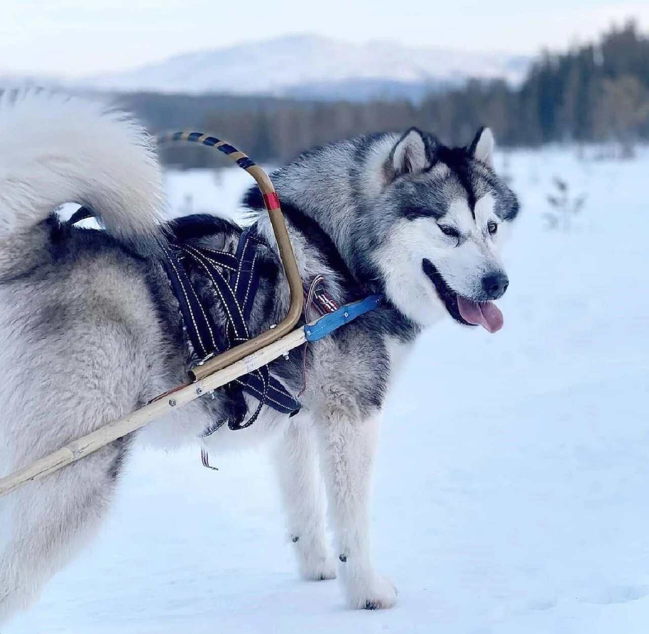 塞帕拉雪橇犬图片