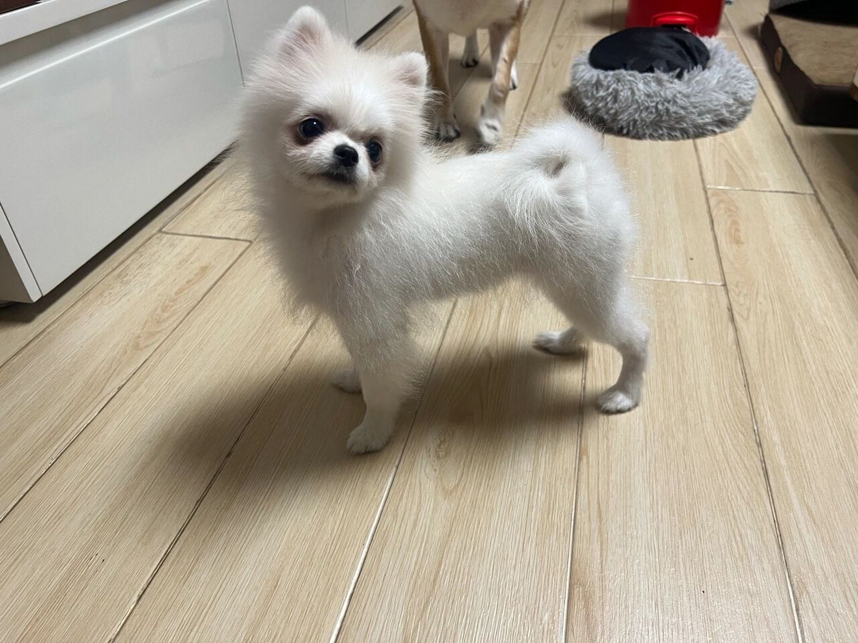两个月和四个月的博美成长对比图 真的一下子脚长长了好多 虽然自家