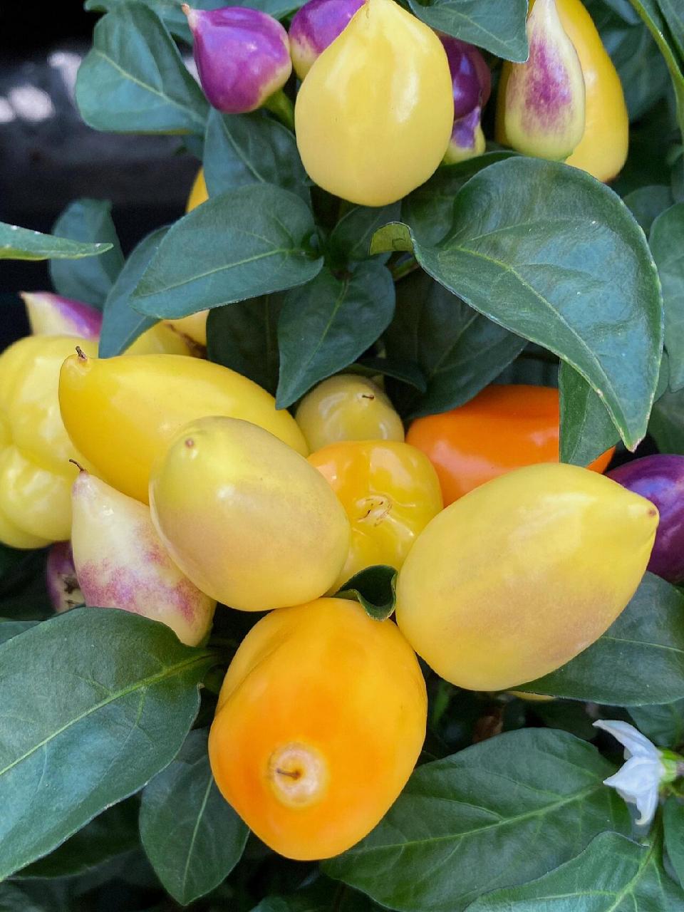 五彩椒辣味素含量是普通辣椒的10倍 五彩辣椒是辣椒的一个变种,可以吃