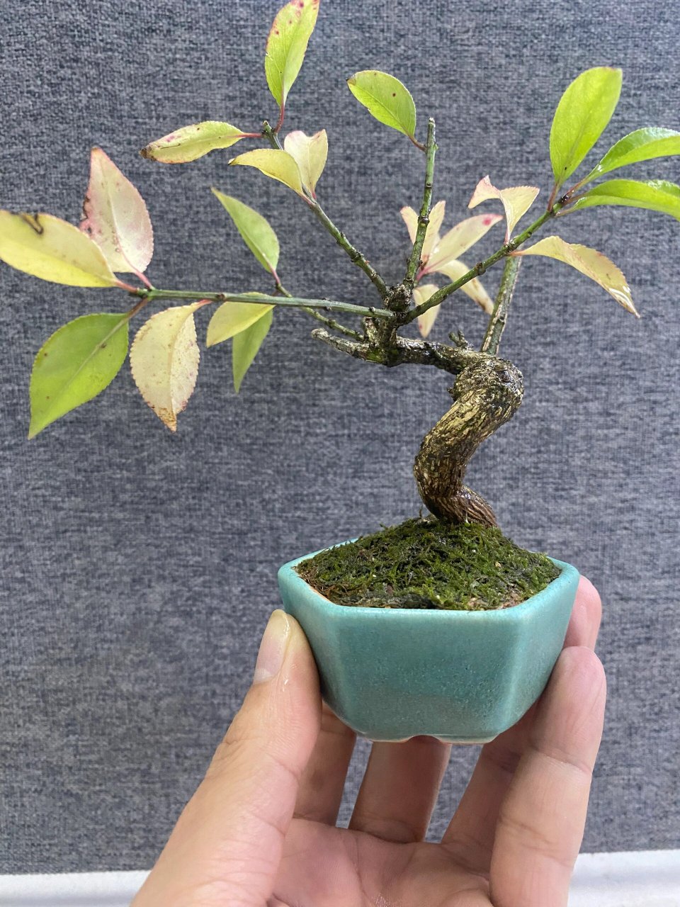 豆盆系列～真弓卫矛   99真弓,俗称"山卫矛",是卫矛科卫矛属植物