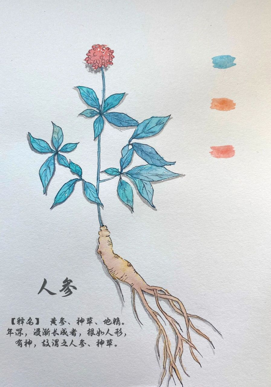 百草纲目·人参|钢笔淡彩自学第一周  素材来源: neve百草纲目里的