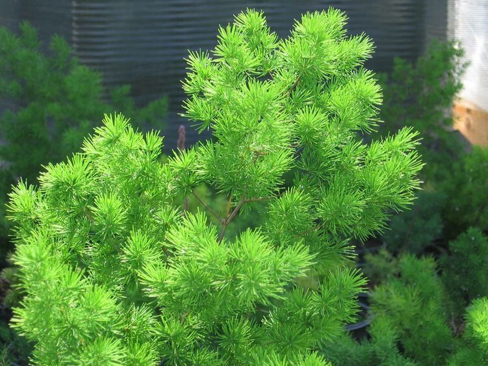 蓬莱松(学名:asparagus retrofractus l.