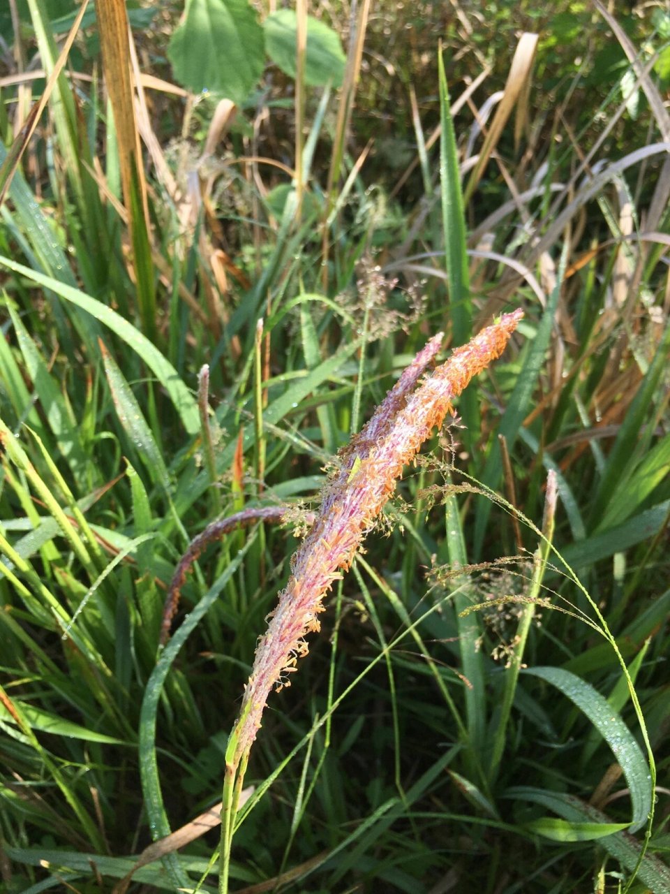 553白茅/茅草根 白茅根,甘,凉:清热利尿,凉血止血,生津止渴:主治麻疹