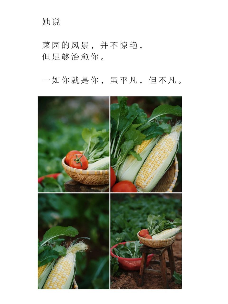蔬菜创意文案图片