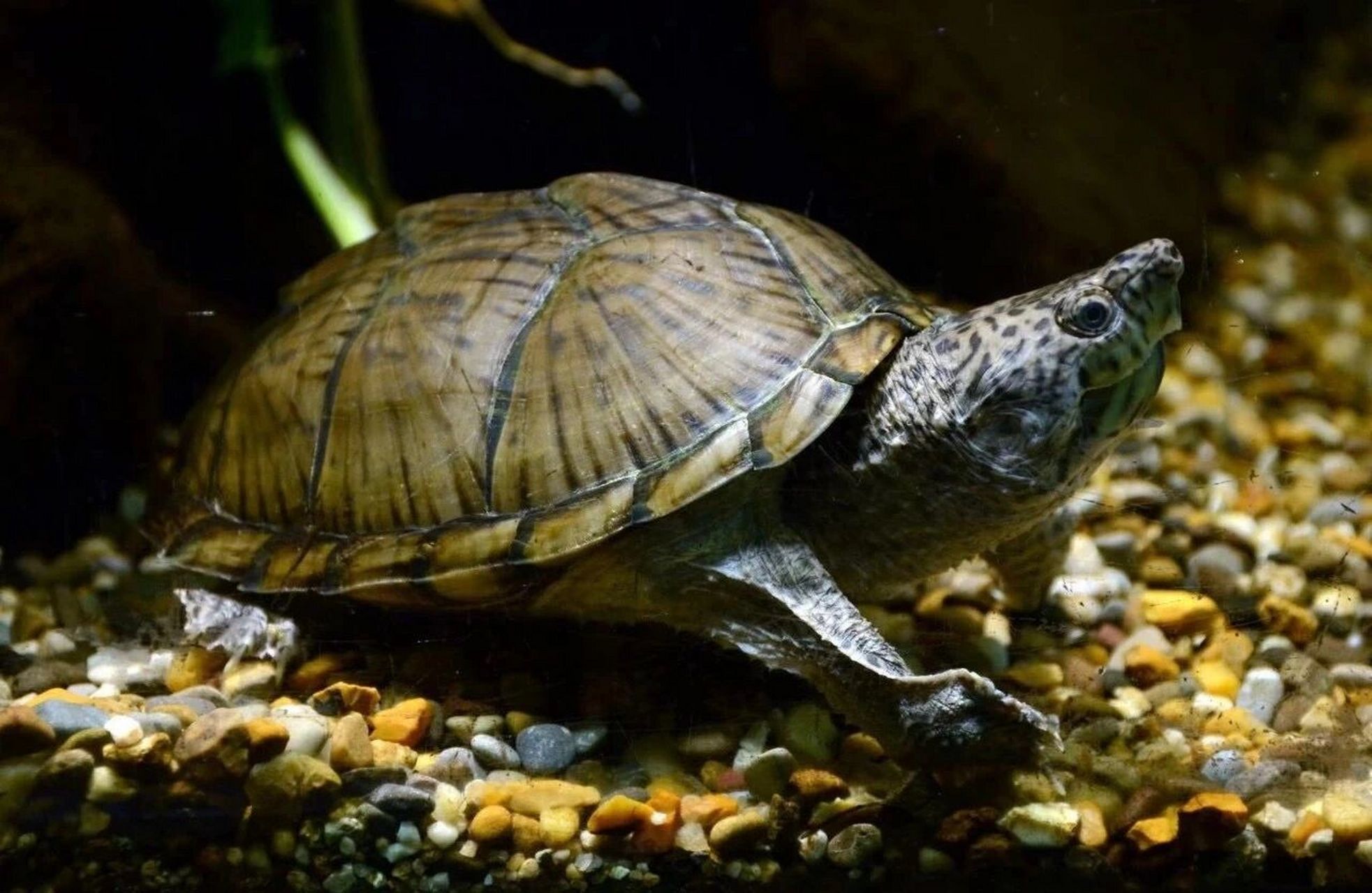 剃刀龟丨刀锋战士 剃刀龟(学名:kinosternon carinatus