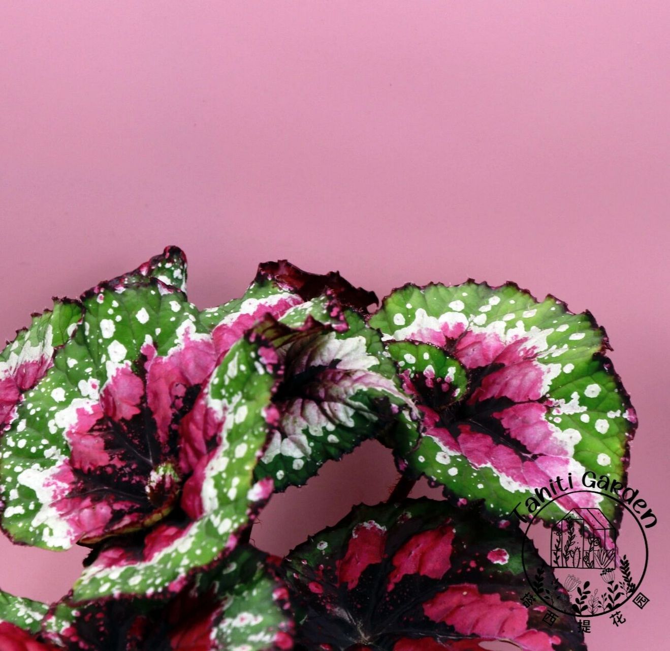 每日认植物学养护【1】五彩蜗牛秋海棠 五彩蜗牛秋海棠begonia