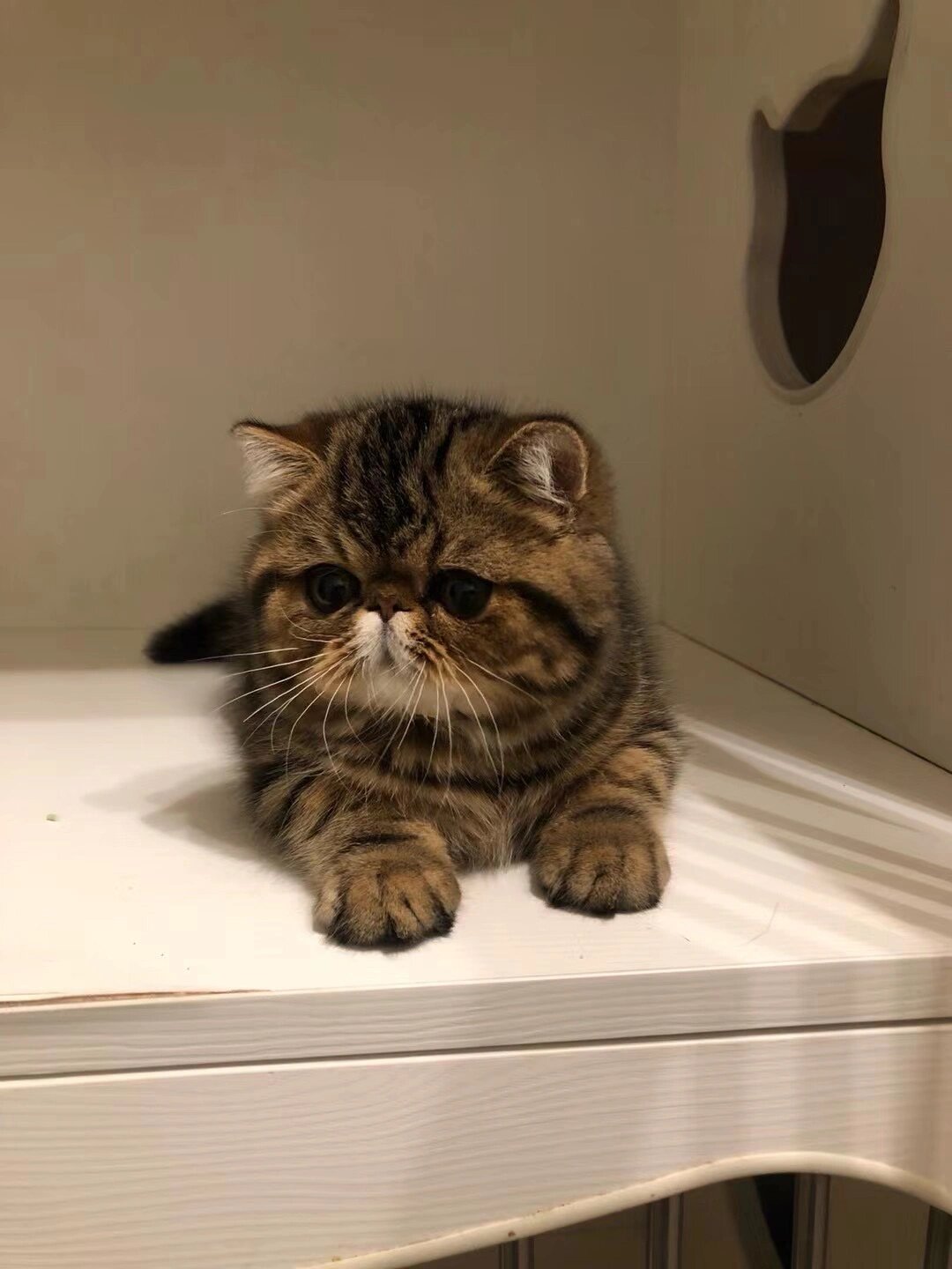 棕虎斑加菲猫异国短毛猫(最耐看的颜色)