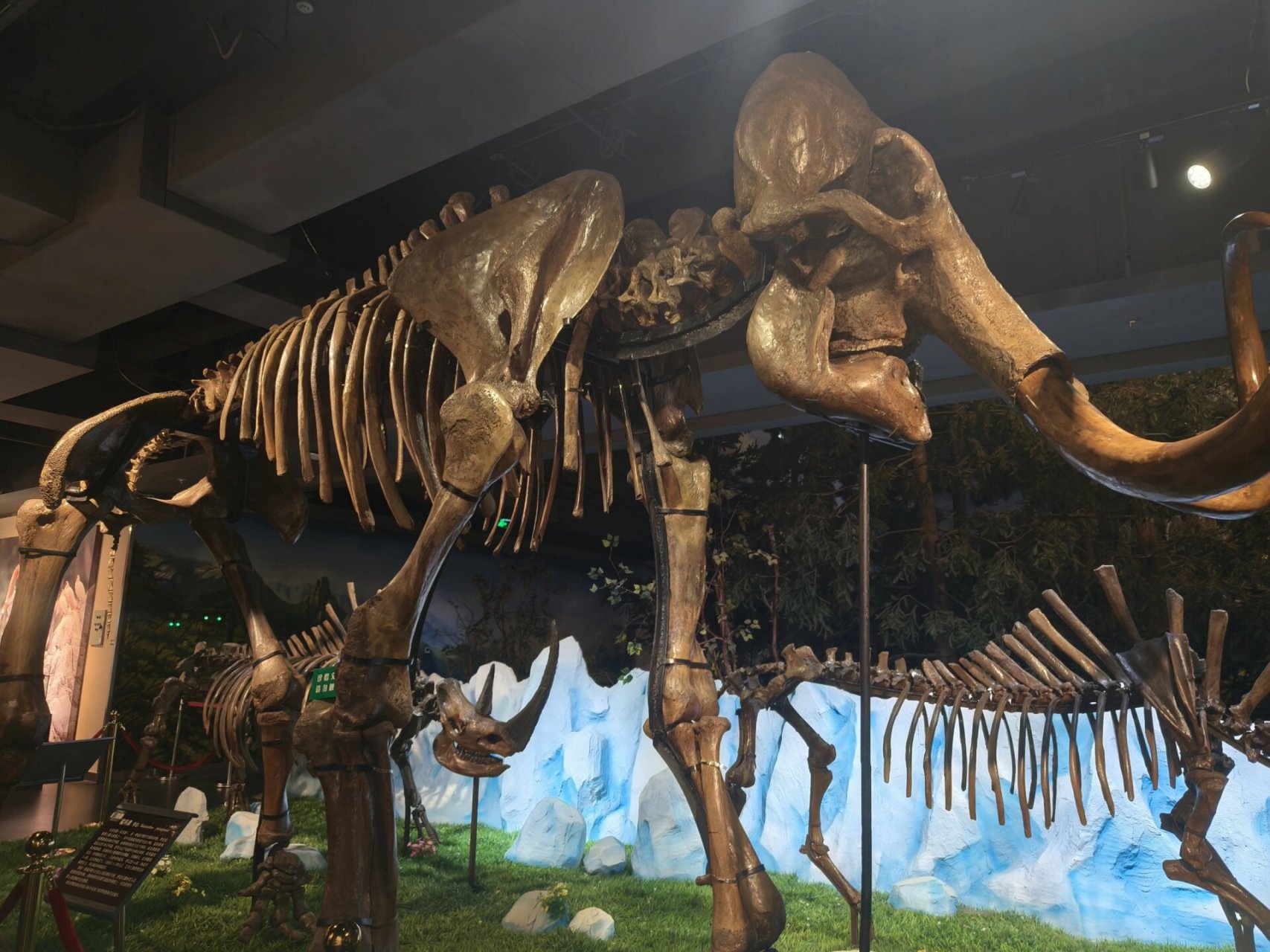 16 哈尔滨东北林业大学森林博物馆98 中国(哈尔滨)森林博物馆位于