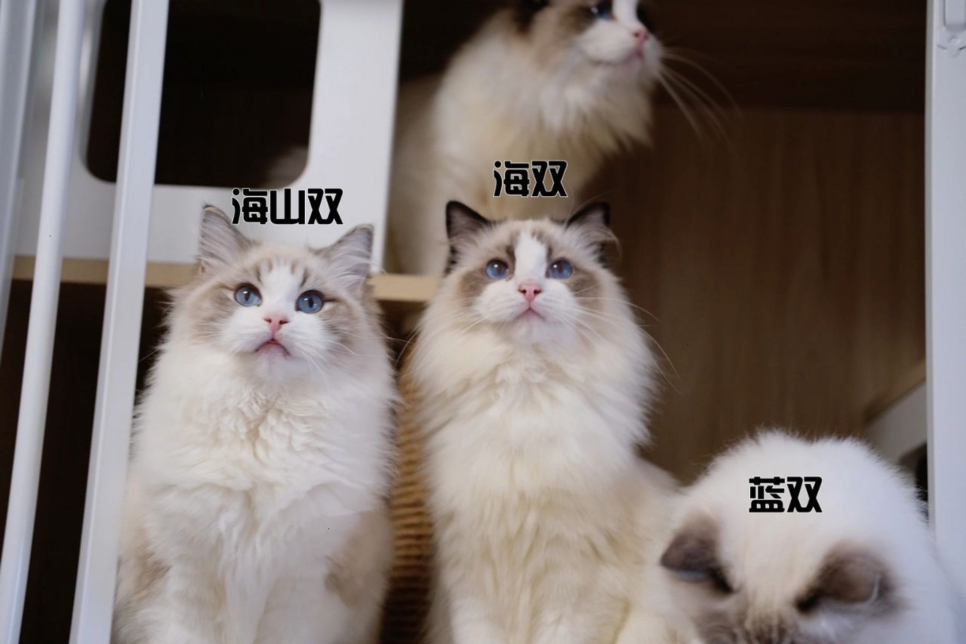 布偶猫的颜色分辨之海山双,海双,蓝双 海是黑色,蓝是灰色,山是花纹,双