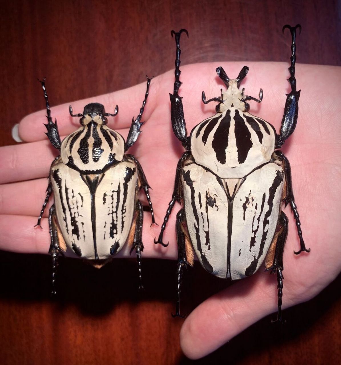 标本分享～ 大王花金龟gop亚种～ 人工饲养个体,原产地在非洲坦桑尼亚