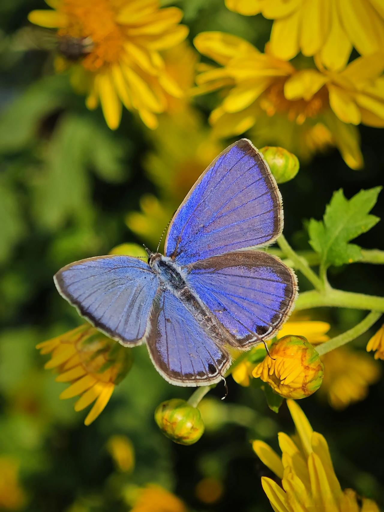 分享一下你拍的花朵 微距下的蝴蝶