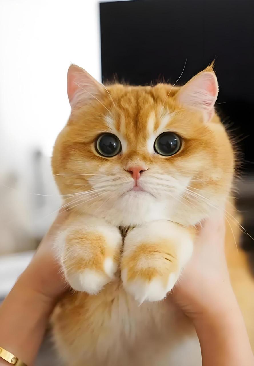 今日主角——英国短毛猫  品种概述  英国短毛猫,简称英短,是传统英国