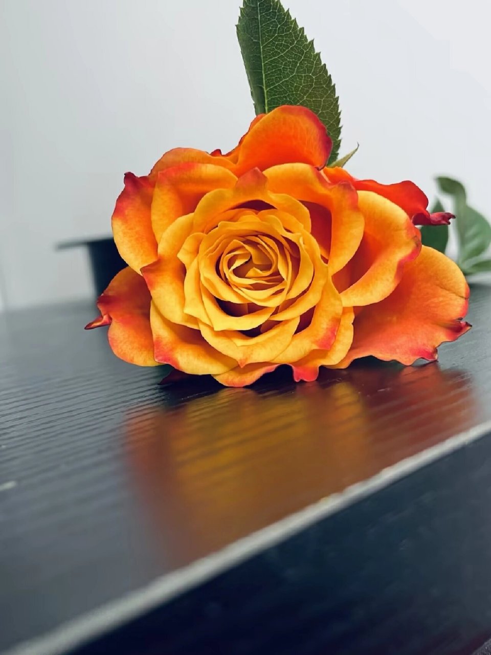 之第9天 火焰玫瑰/单头玫瑰 	 花语:火焰玫瑰花语寓意着激情与憧憬,它