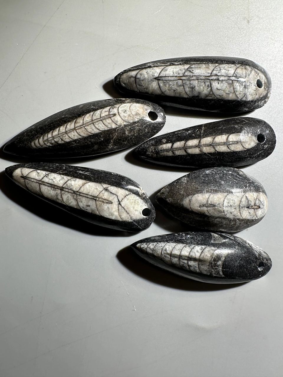 古生物化石——震旦角石 震旦角石又称"中华角石", 它的外型如同宝塔