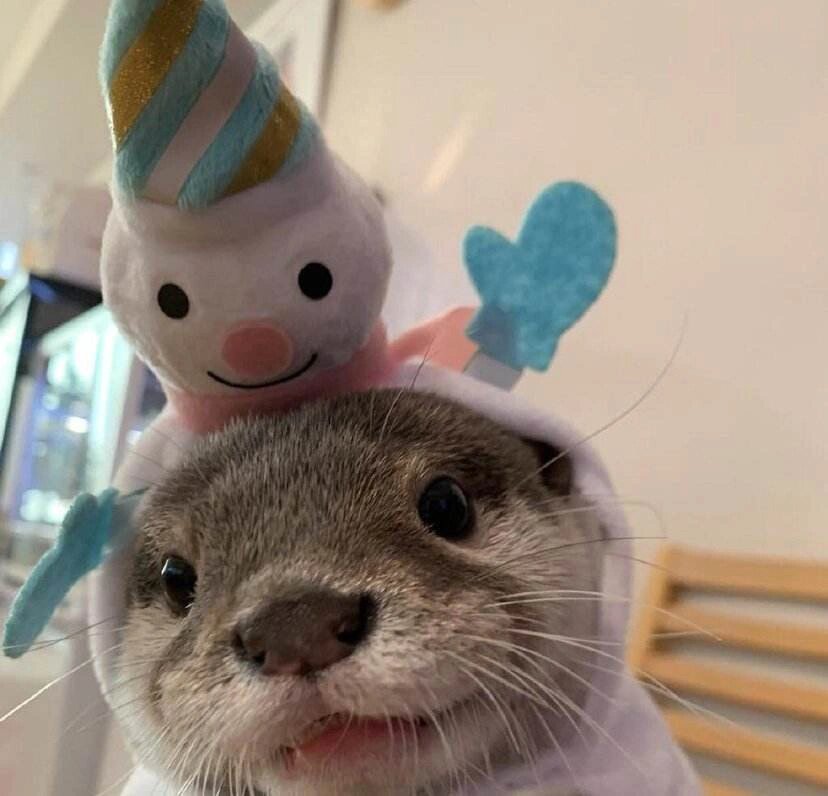 可爱头像┆超可爱的水獭宝宝头像喲