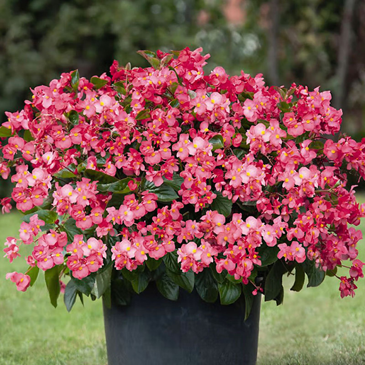 大花海棠 花色亮艳 花朵大 海棠花里的爱马仕,花期超长.