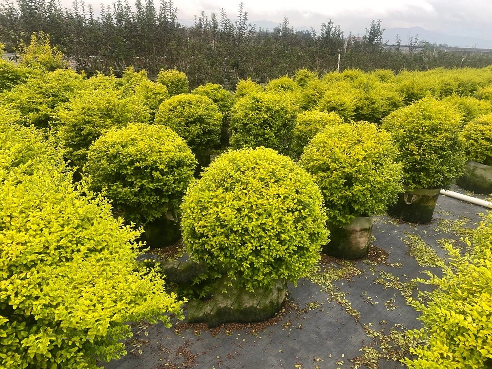 亮晶女贞球,我基地60-120cm都有 批发批发