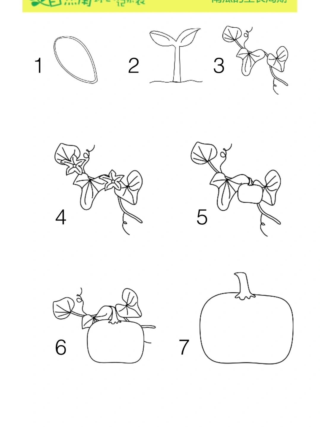 南瓜生长过程图片大全图片
