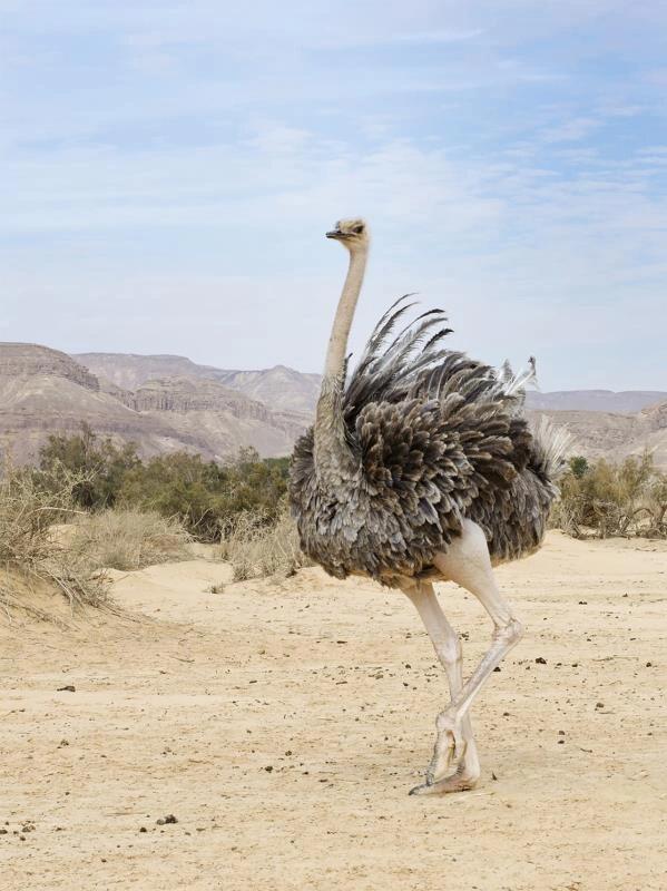 鸵鸟|飞不起来的鸟 🧐鸵鸟(学名:struthio camelus,英文名:ostrich)