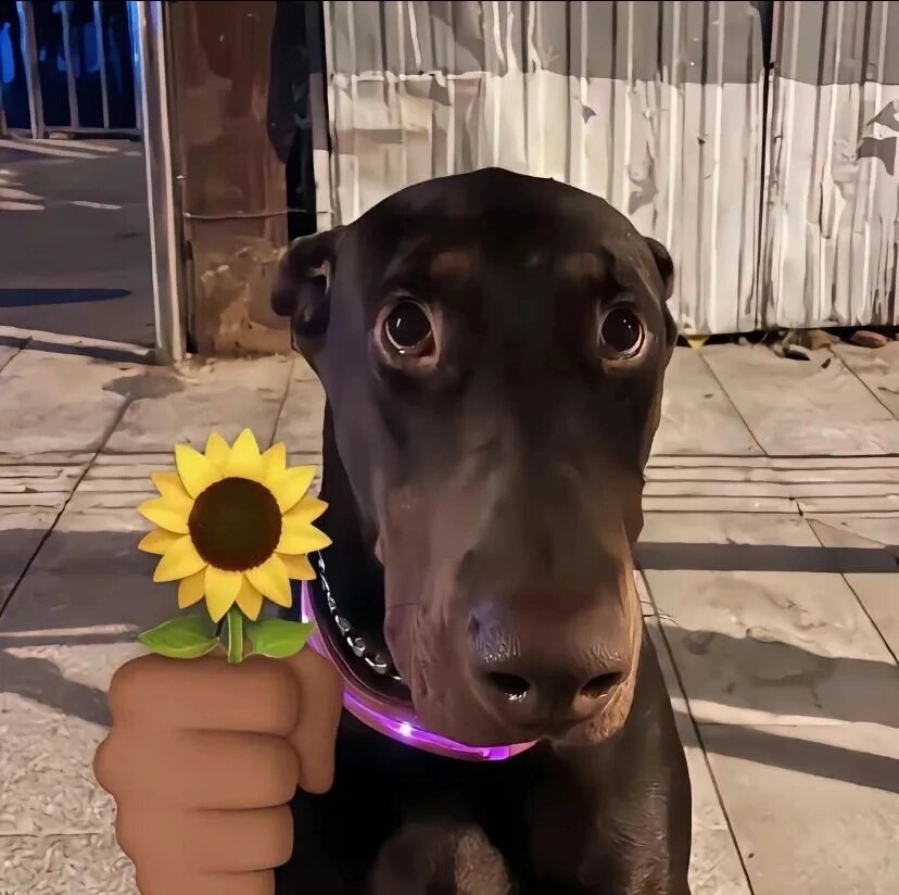 推荐沙雕可爱动物头像