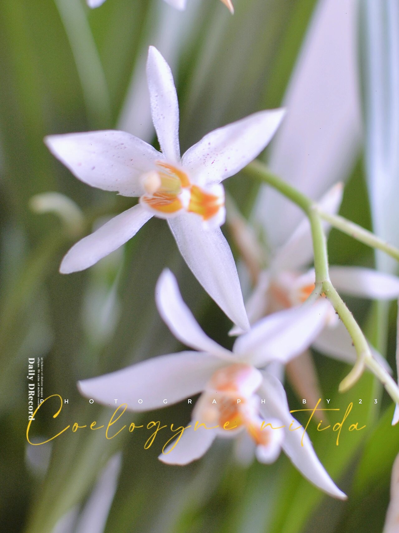 珍奇植物|密茎贝母兰