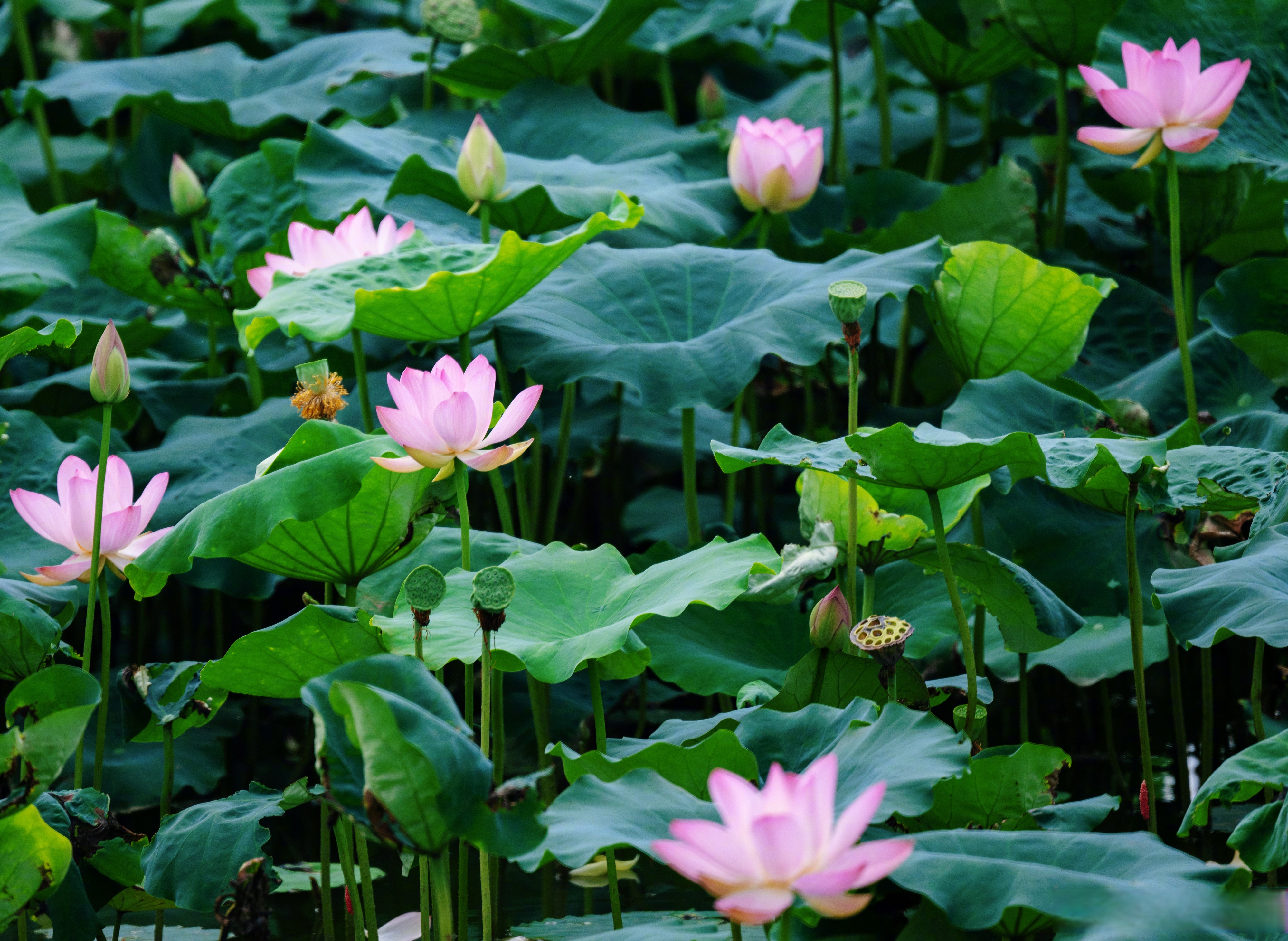 近日,位于崇州群安村的荷风水韵公园里