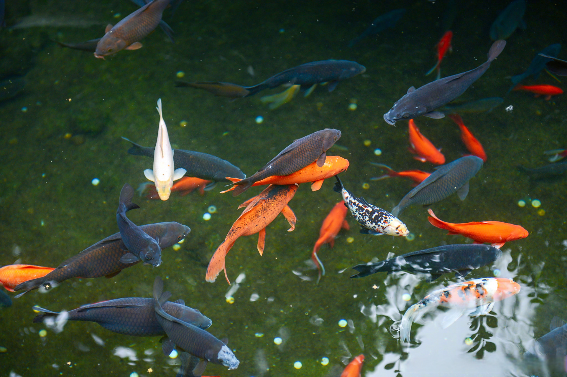 其中,趵突泉三股泉水东侧的泉池,无忧泉泉池,漱玉泉泉池中的锦鲤,鲤鱼