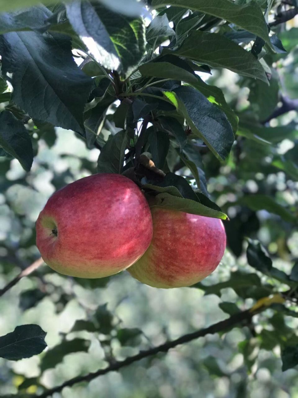 连续n年好评962022年云南昭通红露苹果96   最火爆最甜的云南昭通