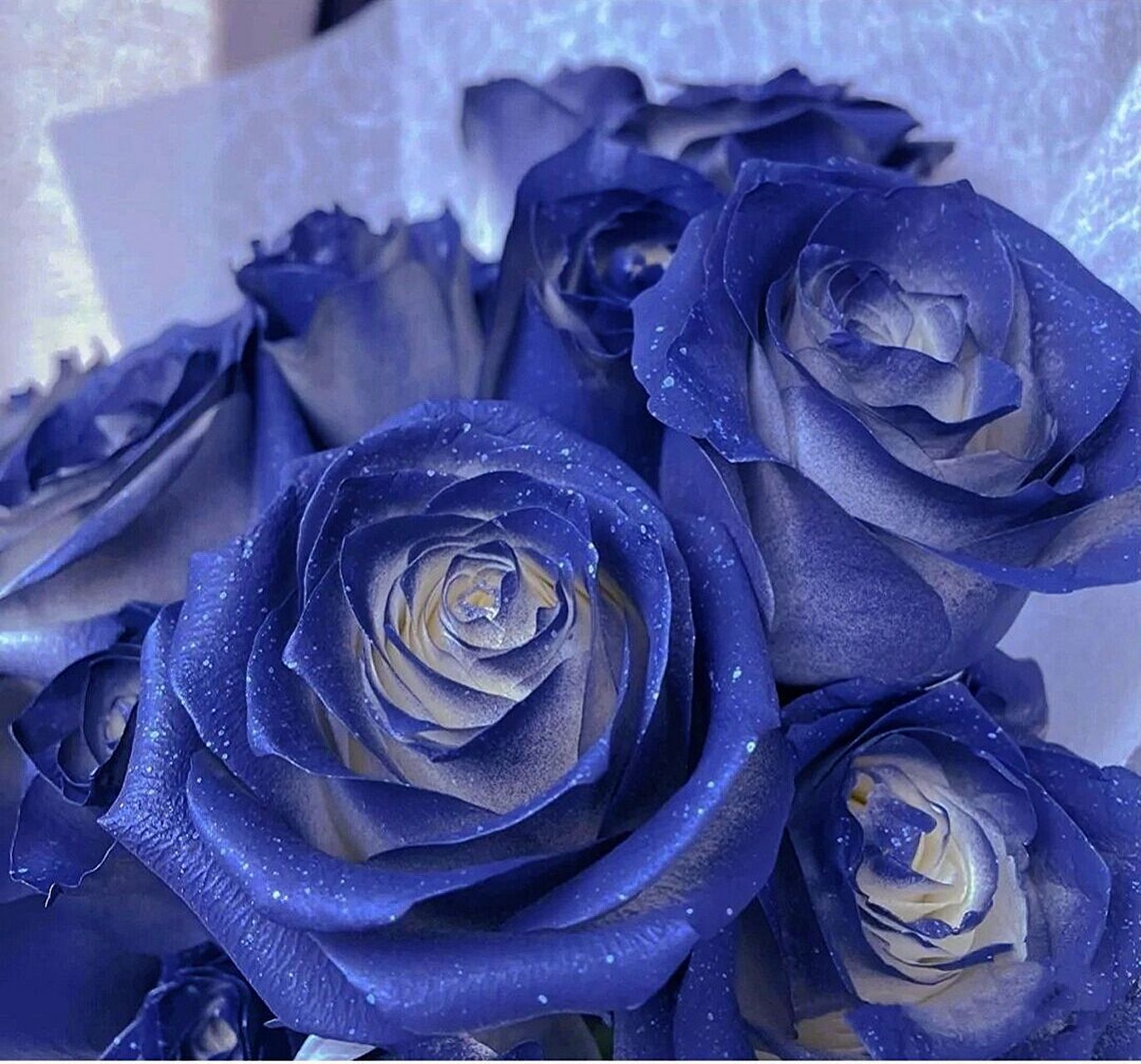 一朵蓝玫瑰微信头像图片