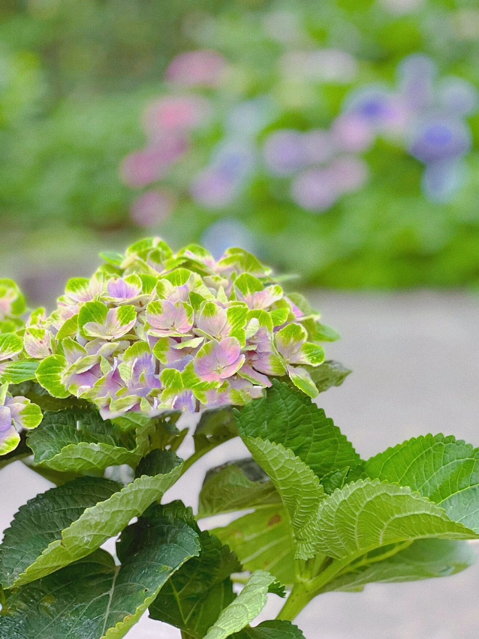 绣球魔幻紫水晶|开花三个月,阳台党必入哟 94魔幻紫水晶,大花绣球