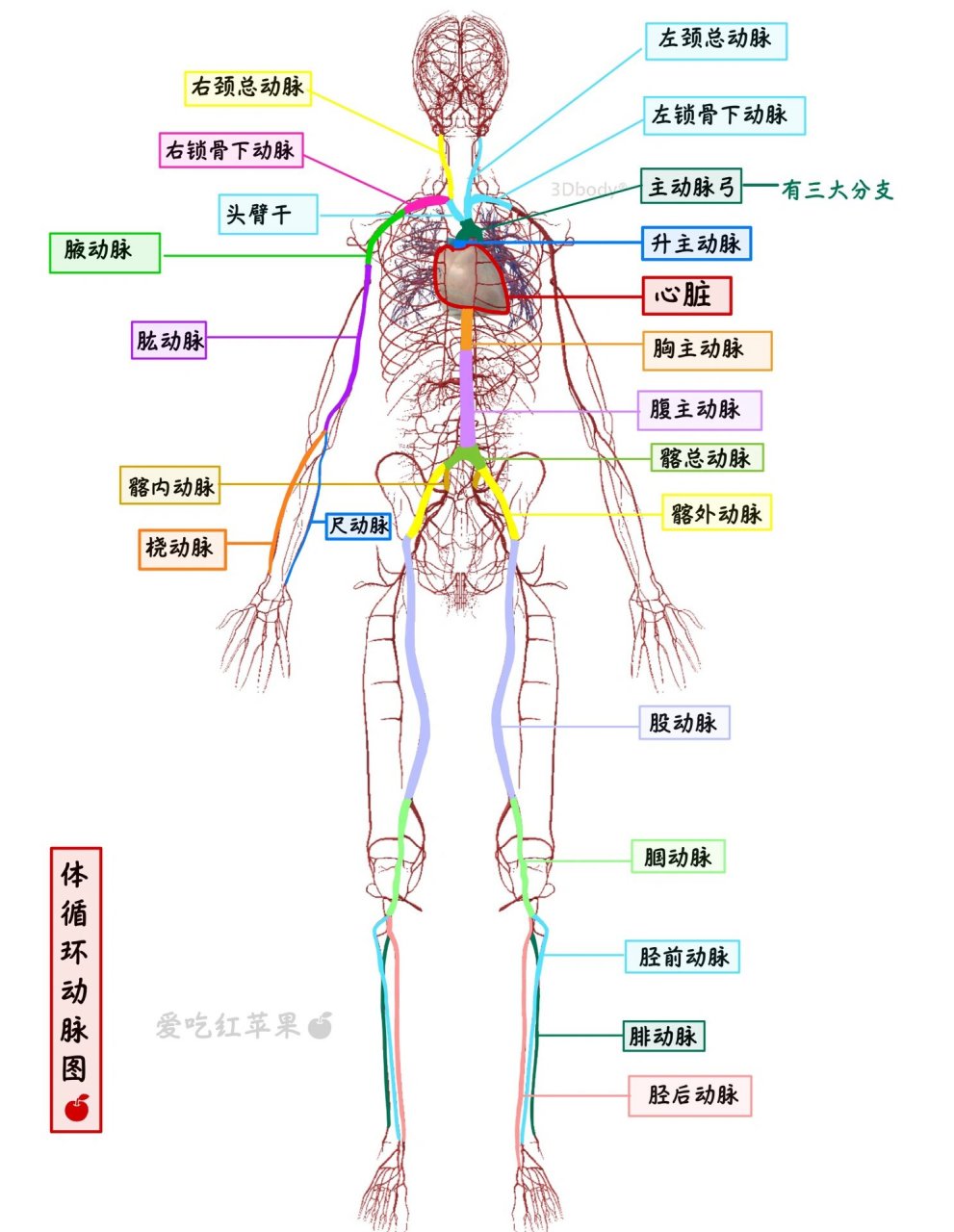 人体血管构造示意图图片