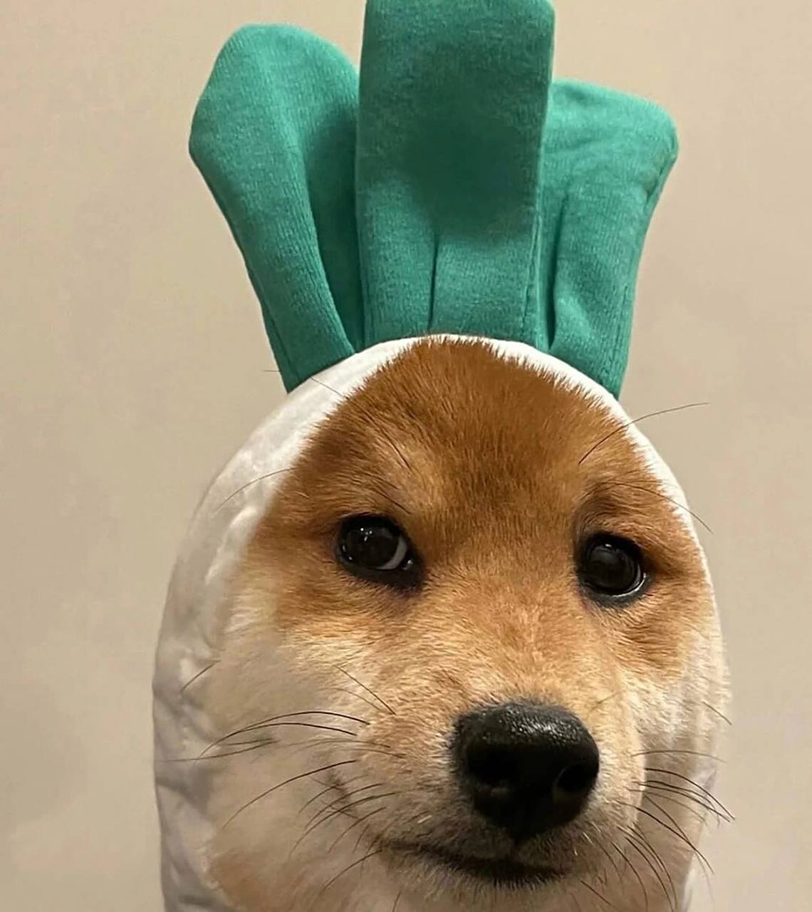 恶搞狗子系列表情包分享 狗子os:我不知道我狗不狗,反正你是真的狗