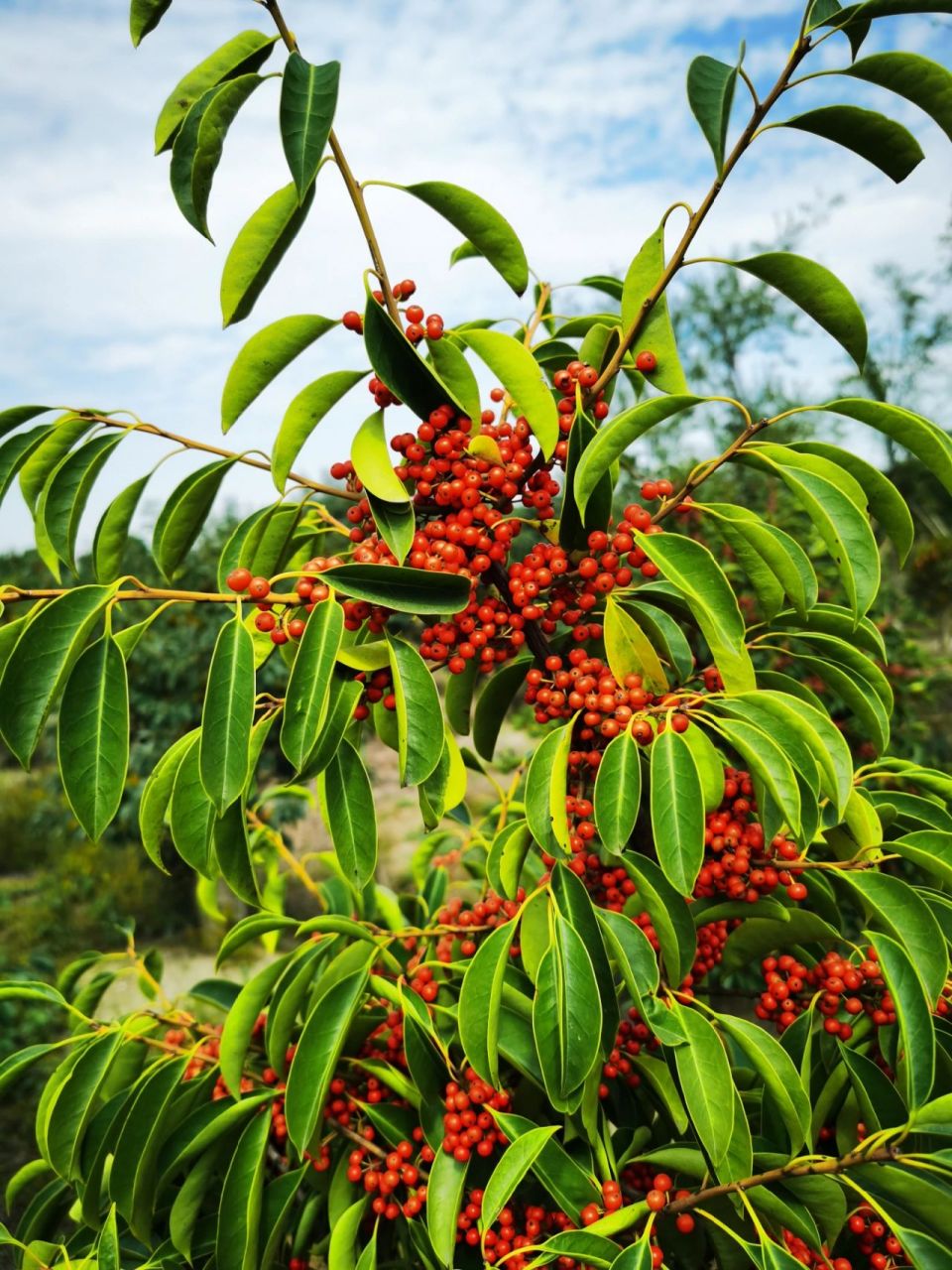 铁冬青 铁冬青桩景,非常适合庭院或盆栽.