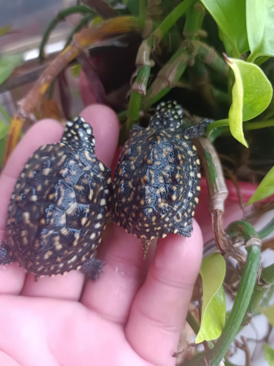 满天星斑点龟