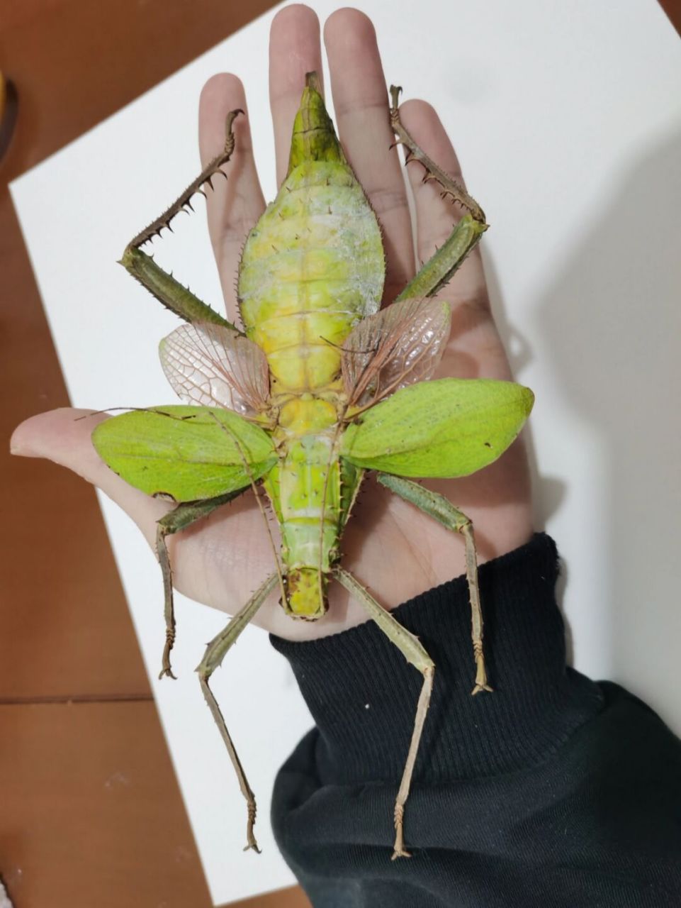 世界上最重最大竹节虫 说到竹节虫大家应该都不陌生,但是这种昆虫被称