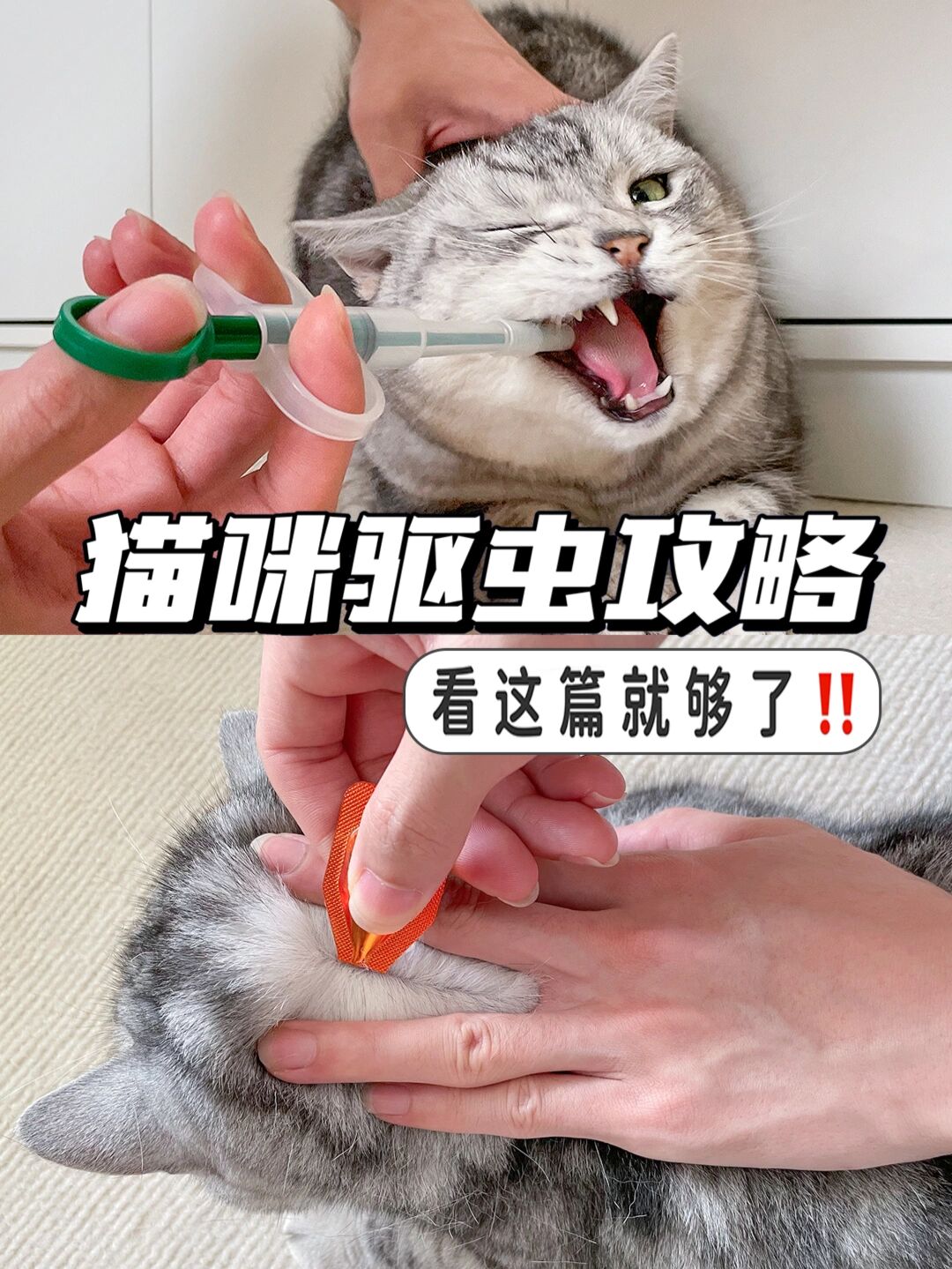 家里有蟑螂怎么彻底消灭为什么在线 家里有蟑螂怎么彻底消灭为什么在线