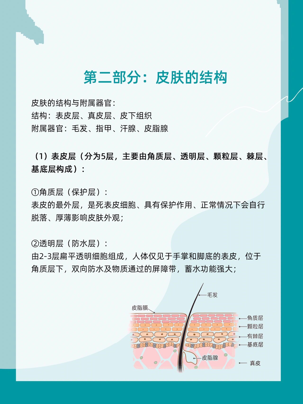 皮肤基础学知识| 认识皮肤| 了解皮肤结构90