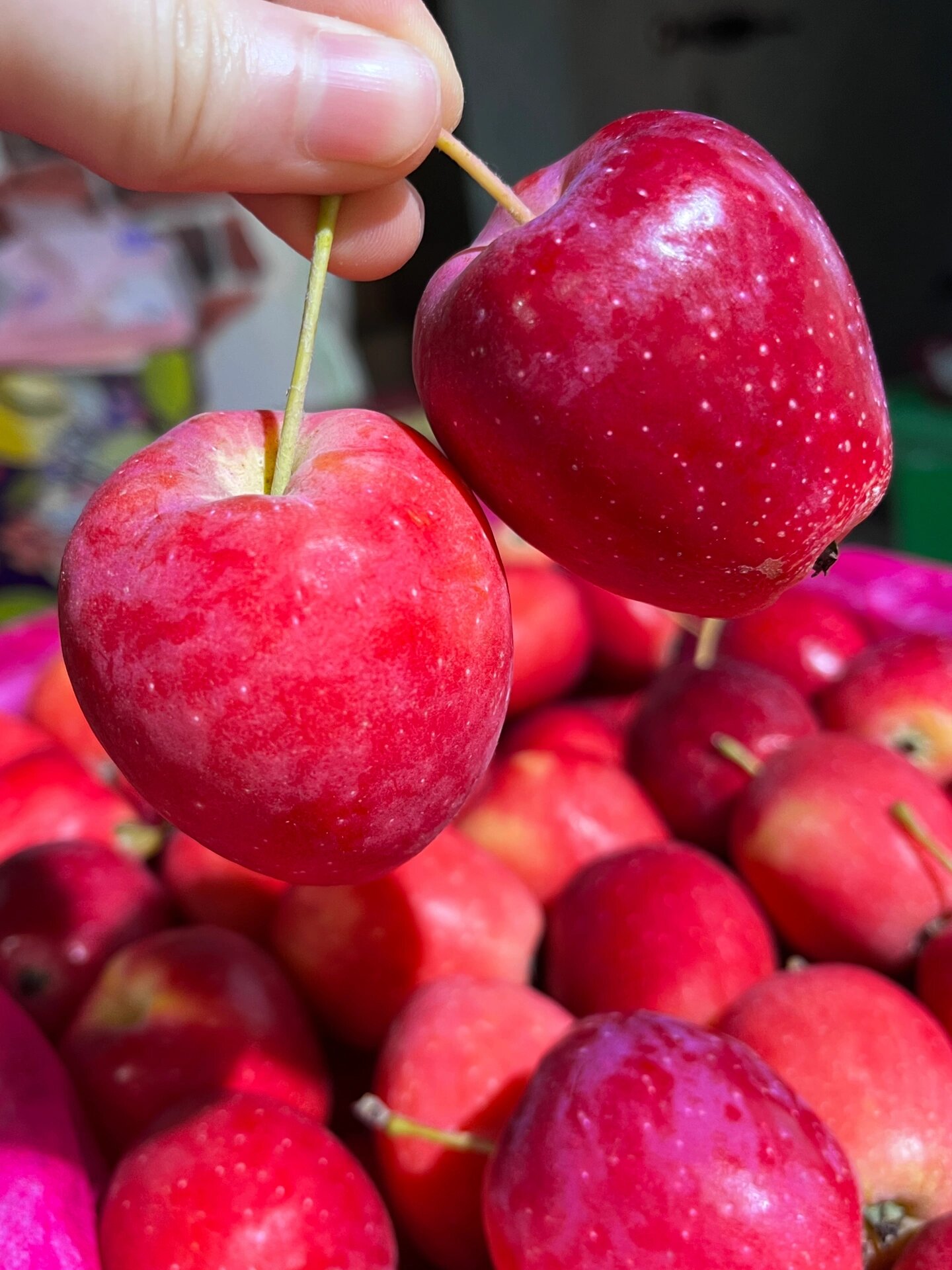 迷你小苹果🍎