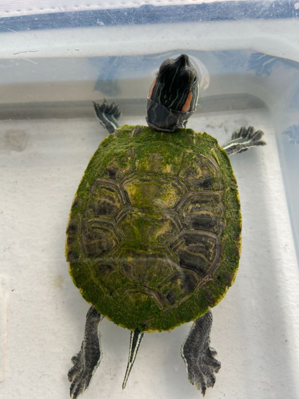 救命98为什么乌龟背上长了绿苔? 是真菌或细菌感染了吗?