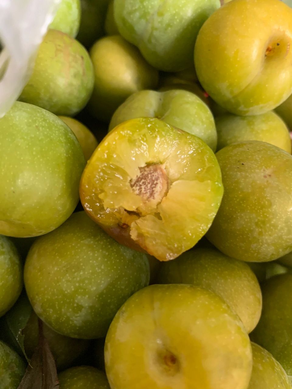 正宗江安脱骨蜂糖李,17年老树~ 四川江安李,正宗的脱骨蜂糖李,脆甜多