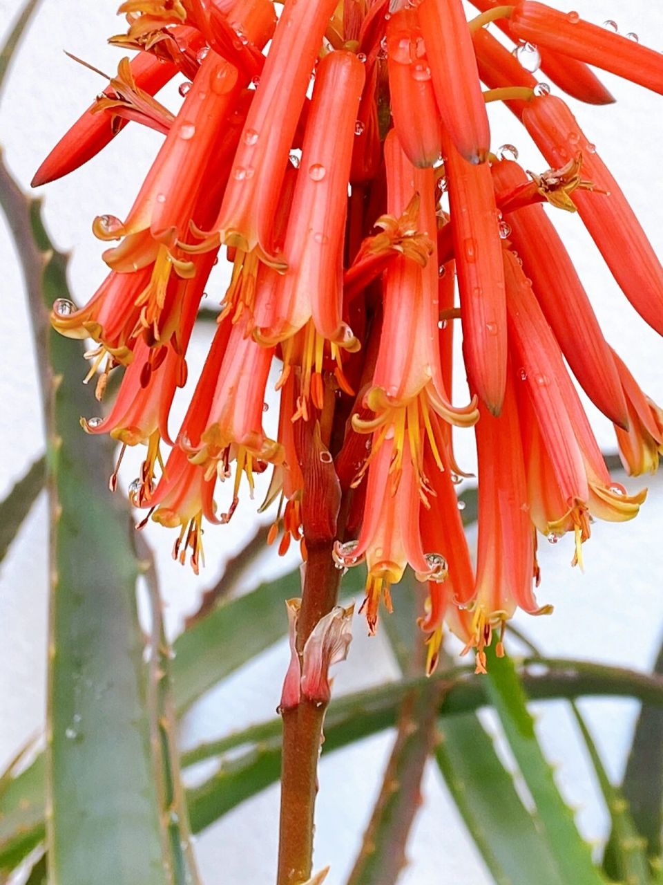 芦荟开花  全过程98一红到底 鸿运当头 从来不知道 芦荟会开花!