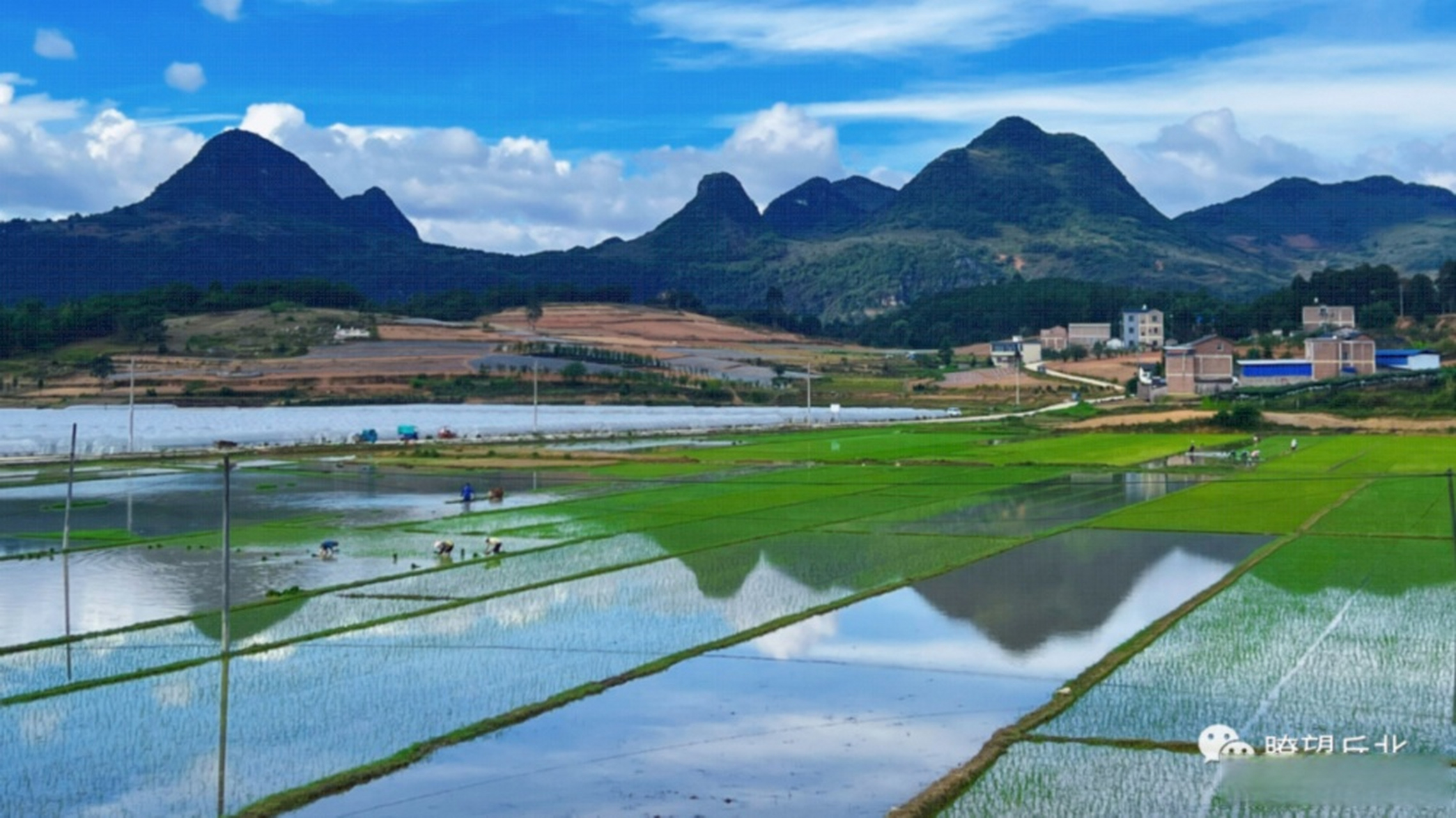 三夏进行时# 【初夏时节,丘北县曰者镇打磨山村2000余亩优质水稻进入